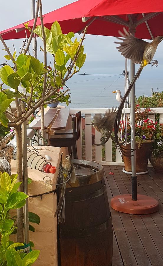 Belle Vue Guesthouse Hermanus Dış mekan fotoğraf